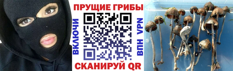 Псилоцибиновые грибы Psilocybine cubensis blacksprut онион Кинель